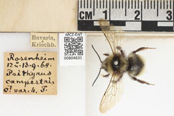Media type: image;   Entomology 804631 Aspect: labels